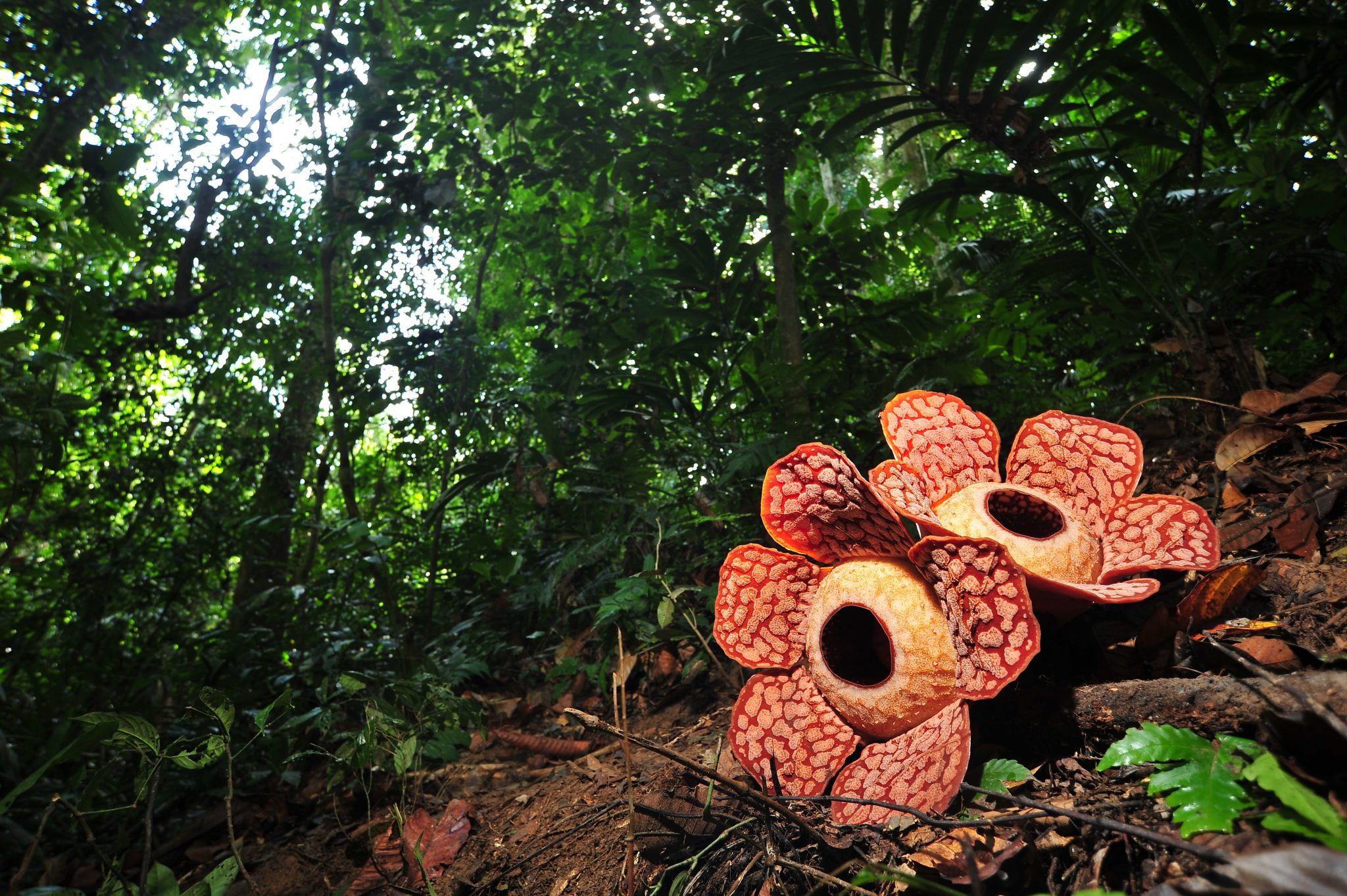 RAFFLESIA 1 - PERAK - Tourism Malaysia Blog